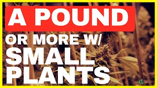 How to Grow a POUND or MORE Per Light [using SMALLER PLANTS!]