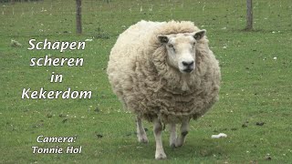 Schapen naar de kapper