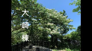 大崎棟~桐花步道~油桐花季