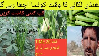 بھنڈی لگانے کا کون سا وقت مہینہ تاریخ سب کچھ ؟مکمل تفصیل||