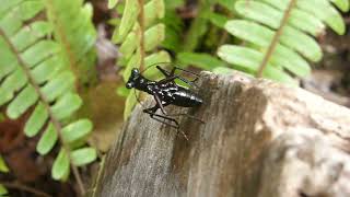 Tricondyla aptera, female ovipositing, Waigeo, West Papua, Indonesia, 11 Nov 2018 (2/2)