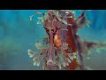10 Hours Of Seahorses, Seadragons + Relaxing Music - Ambience - Sleep - Meditation - Stress Relief