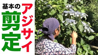 【アジサイ】基本のお手入れを解説【剪定】