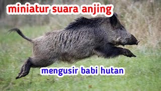 miniatur suara anjing mengusir babi hutan#miniatur#perkebunan