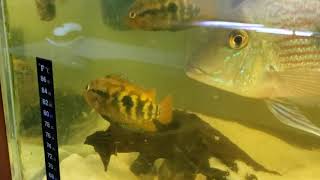 RAINBOW CICHLID #74 Daniken Aquatics Top 100 Fish ot the Fish House