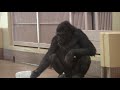 シャバーニ家族 380 shabani family gorilla