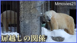 隣のデナリは何してる？　気になるララとリラ Polar Bears