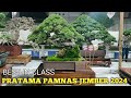 BEST IN CLASS KELAS PRATAMA PAMERAN KONTES BONSAI JEMBER 2024 SUPER MEWAH