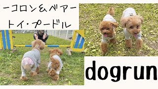 【トイプードル】内弁慶な犬のドッグラン