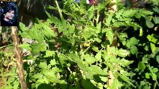 Cherry tomato plant  రాములక  పండ్ల చెట్టు