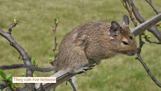 Degu: Facts You Won't Believe!