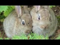 beautiful baby bunnies the 30 most beautiful baby bunny pics