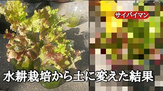 水耕栽培で育てていたサニーレタスを土で栽培した結果