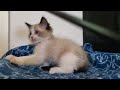 Chaton Ragdoll 9/1