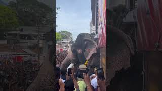 ഉണ്ണിമങ്ങാട് ഗണപതി |Unnimangad Ganapathy 🐘| Thirunakkara pooram #elephant #aanapremi #viral #shorts