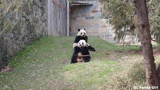 #Giantpanda #xiaoqiji Sugarcane, Naps, and Lots of Bamboo 🐼🎋💤💜