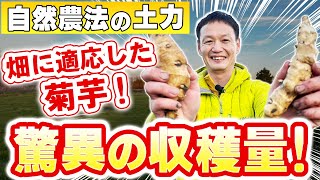 【自然栽培261】自家採種13年菊芋！驚きの収穫量お見せします！自然農法ファーマー訪問したよ。