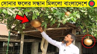 কি অদ্ভুত ব্যাপার গাছে ঝুলছে সোনার ডিম | Viral gold color bael bangladesh