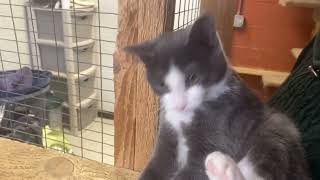 Good Homes Needed Jan 23 2025