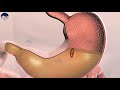 human digestive system 3d animation in telugu మానవ జీర్ణ వ్యవస్థ manava jeerna vyavastha telugu