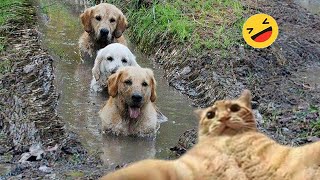 Try Not To Laugh Dogs And Cats 😁 - Best Funniest Animals  2023