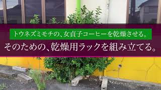 トウネズミモチの、女貞子コーヒーを乾燥させる。