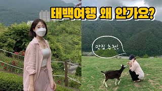 감동의 연속이었던 태백 여행 브이로그~!🏞 태백 줄서서 먹는 맛집 추천 | 몽토랑 산양목장 | 구문소 | 황지자유시장