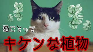 猫にとって危険な植物リスト【お花編＆観葉植物編】飾っても安全な植物や飾り方