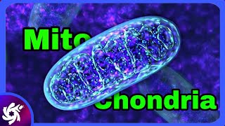 Mitochondria Structure & Function in 3 Minutes!