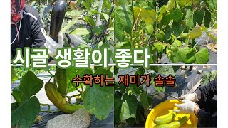 6월 텃밭- 시골생활이 좋다. 수확하는 재미가 솔솔~ / garden in june - country life is good.The fun of harvesting