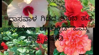 ಬೇಸಿಗೆಯಲ್ಲಿ ದಾಸವಾಳ ಗಿಡದ care| best fertilizer for hibiscus plant| liquid fertilizer for hibiscus🌺