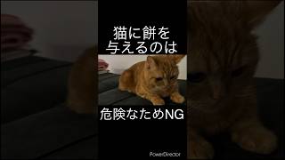 話したくなる！猫の雑学3選 #shorts