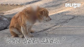 피 흘리며 다니는 강아지 누렁이.. 목을 자세히 들여다보니 충격ㅣDog Appears With Wires Wrapped Around His Neck..