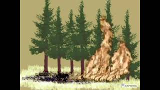 Wildfire Behaviour Explained