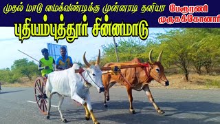 சின்னமாடு புதியம்புத்தூர் 09:07:23 தூத்துக்குடி (மா) @reklakingtn69  #bull_race #rekla #trending