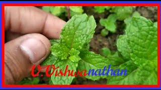 Puthina Cultivation | புதினா விவசாயம் | குறுவிவசாயி விஸ்வநாதன்!! 🌿🌿