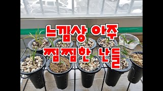 끝까지 키워야할 난들 # 조직배양난 # 일본춘란