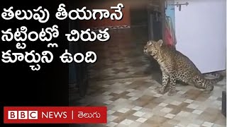 Leopard in House: తమ ఇంట్లో చిరుతను చూసిన ఆ కుటుంబం భయంతో వణికిపోయింది | BBC Telugu