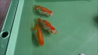 【らんちゅう】当歳魚@200円 飼育15ヶ月 明け2歳