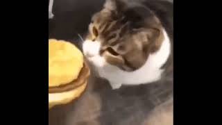 Here kitty, You can has cheeseburger