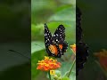 Interesting Facts About Butterfly's 🦋