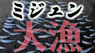 【爆釣】ミジュンを沢山釣りました！