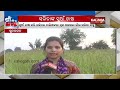 woman farmer sets example by millet suan farming in sundargarh district kalinga tv