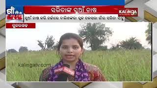 Woman farmer sets example by Millet(Suan) farming in Sundargarh district || Kalinga TV