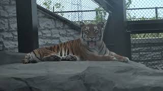 夜の動物園中のベンガルトラ のさわさん♪　日立市かみね動物園にて　2022年8月12日 　 00154