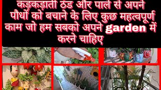 सर्दियों में अपने पौधों को मरने से कैसे बचाये ? #Winter caretips for plants 🪴 #gardening tips