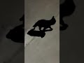 Find real cat and shadow #shorts #ytshorts #cat