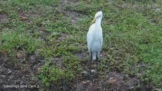 Great Egret Uses Long Neck To Preen Feathers – July 27, 2021