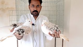 Frill Back all color ||Frill back pigeon ||Pigeons farming ||#kabootar #pigeon #kabutr 0314 3070555