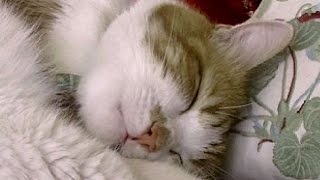 夢を見てる？猫の寝言＆お口パクパクがいっぱい①♥♥猫との会話を楽しむ動画 Conversation with a cat